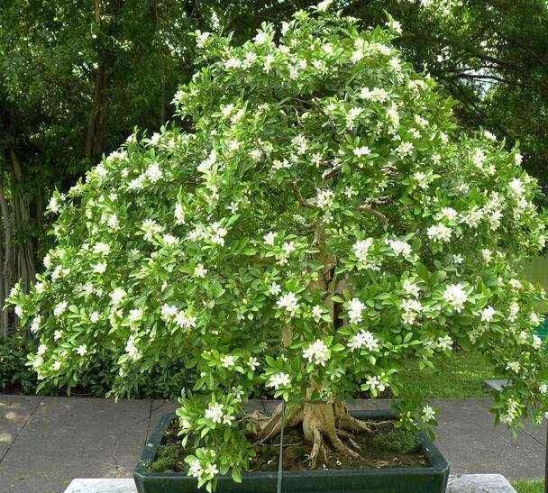  [芳香]九里香是一种美丽的植物，有最长花期之称，芳香九里