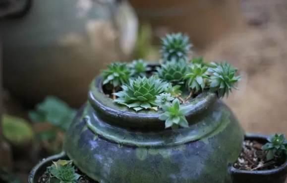  小院：不争朝夕，只闻花香，她花费12年缔造了一座繁花小院