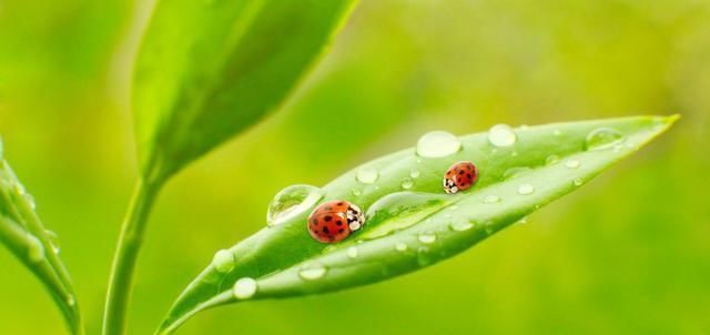  『植物的生根』便宜又高效！这三种居家生根剂你之前知道吗？效果可真不错！