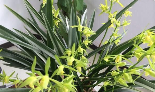  光照：家中“光照不足”，就养5种花，一盆比一盆茂盛漂亮，花美叶也美
