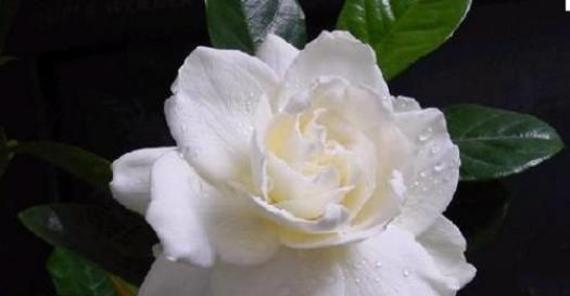  #栀子花#万花之中大爱栀子花，冬前做好这四点，确保来年再见栀子花开！