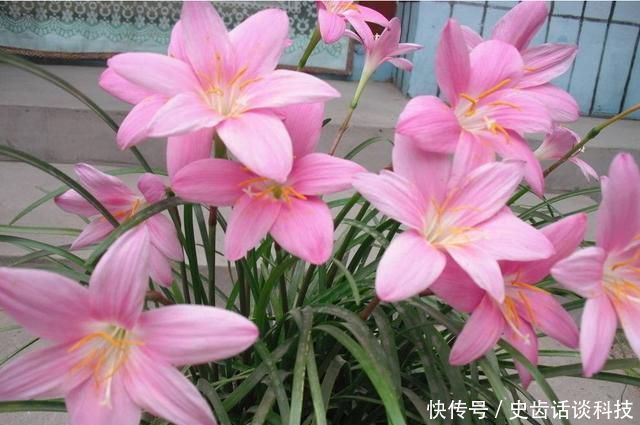  [枝繁叶茂]室内不知道养什么花？推荐此3种，好养易活枝繁叶茂，花期非常长