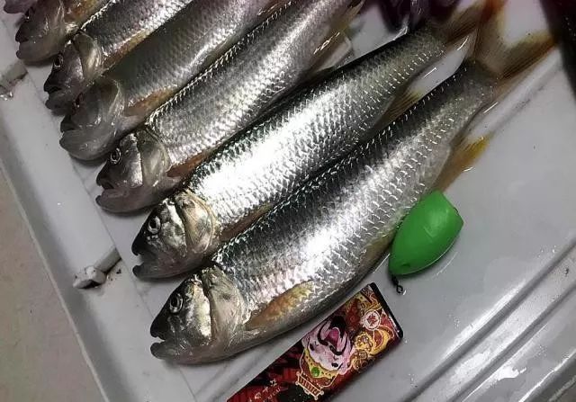 钓鱼人为何讨厌泥鳅党?这三大罪状令人不齿,危