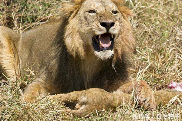 猫科动物中的猫吃猫:老虎吃豹子,豹子吃狞猫