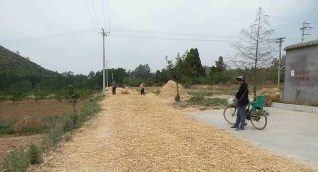  秸秆：秸秆“不烧”与“烧”之争未停，又出1新规，农民可能又要