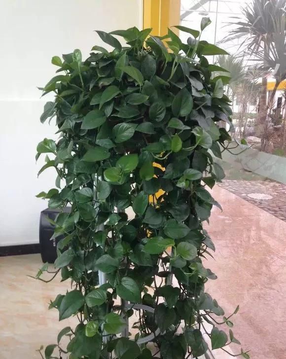 「多朋友」新装修的房子,为了祛除甲醛,开窗通风的同时,记得养几盆绿萝