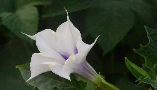  「冥界」传说中的，冥界四花，你知道是那四花吗？