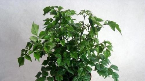  「常春」四季常春幸福树，枝繁叶茂超级美观，做好几点，让它在家轻松长大