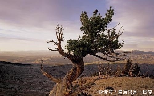 将黄河引进沙漠会怎样 这个试验把新疆朋友看笑, 结局让人欣喜