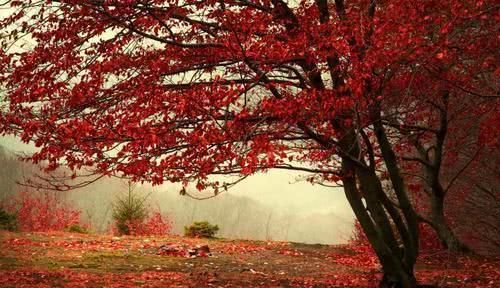 国内6个绝美赏枫地，秋天最适合去旅游的景区，层林尽染美轮美奂