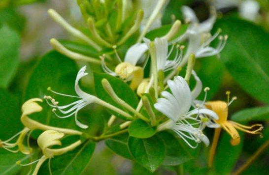  「蟹爪兰」天热就养这些花草，花朵硕大又好养，阳台种植成花海