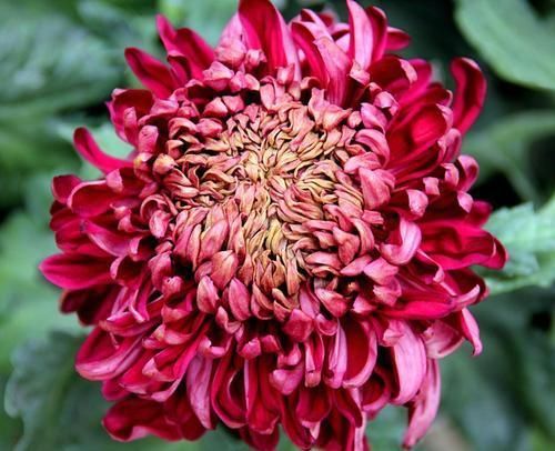  『龙出海』喜欢菊花，不如养盆“菊中精品”墨菊，花色如墨，高贵典雅，美！