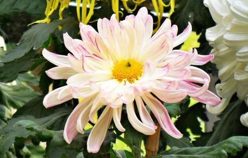 『盈盈』喜欢菊花,不如养盆“菊中珍品”玉壶春,似盈盈玉体,淡雅幽香