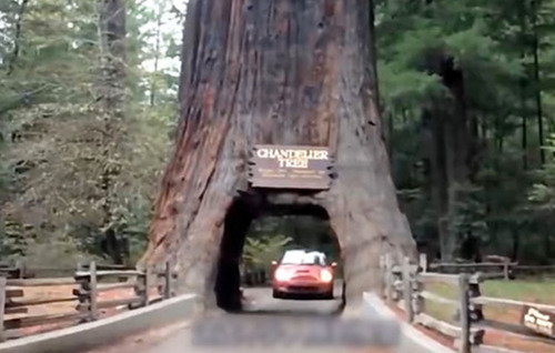 世界最长寿的树，活了1000年被美国人挖洞，200年后肠子都