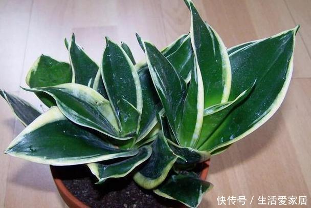  老奶奶■老奶奶不花钱买3种花，全靠叶片扦插繁殖，叶子多少苗多少