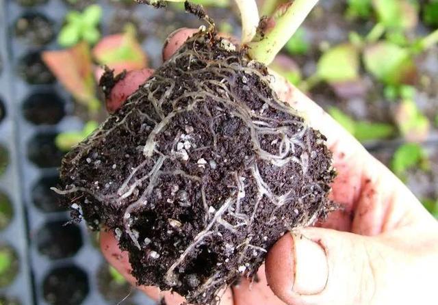  「春天」秋天就扦插“绣球花”，遇土就生根，阳台放不下，春天开成花园