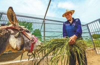地里这种野草，农民都把拔掉喂牲口，但它的价值却让人大跌眼镜