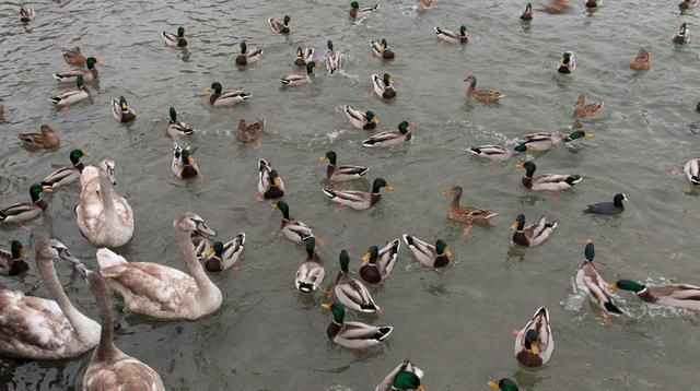  「免疫力」蛋鸭养殖，还是方文养的好，免疫力强产量高