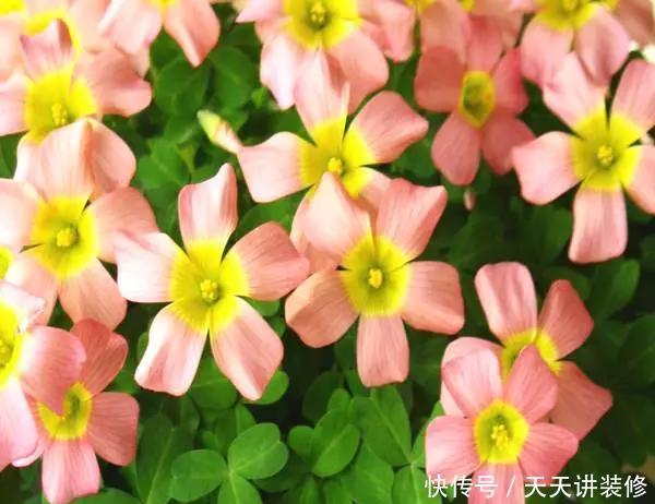  [图片作者]15种超级好养的花，不死鸟居然不是第一，“养花杀手”们试一试吧