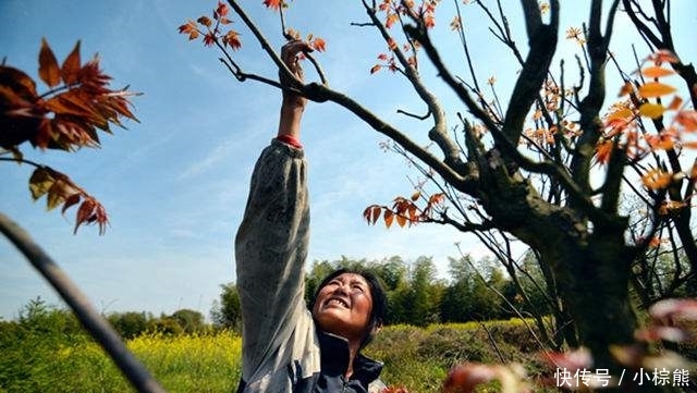 近两个月，农村三种树“倒霉”了，还有一种因长得像而被“误伤”