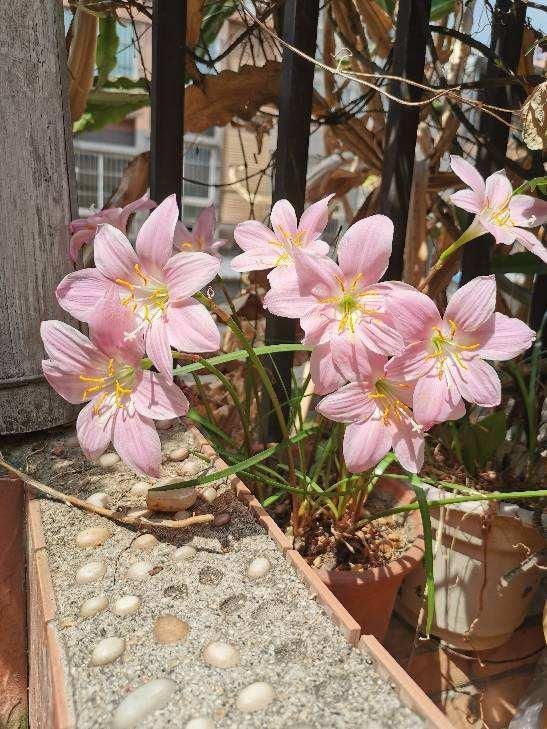  「随便」3种皮实花，随便撒土里就能长一大片，农村常见