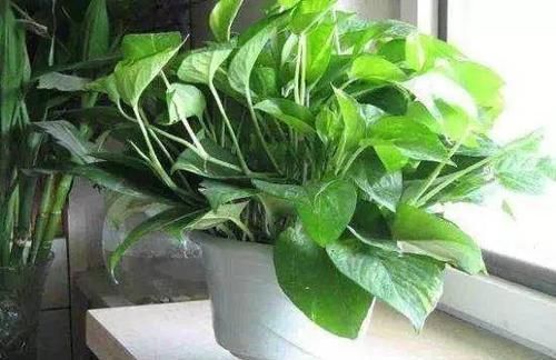 『绿萝』卫生间养上这4种植物，可以很好的去除异味