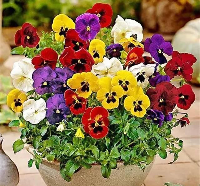  『开花』植物还能预报天气？自然界的神奇花卉植物！