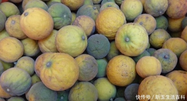  「防贼」农村一种快消失的树，农民用它来防贼，结的果像橘子却