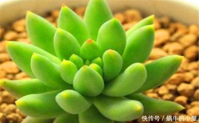 轻松|家庭养多肉千佛手讲究一个巧字,1分钟学会,叶片饱满,轻松爆盆