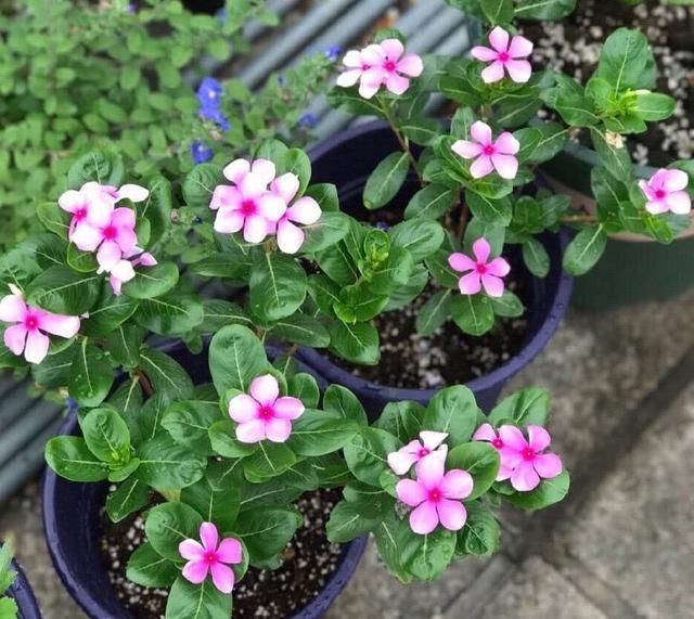  『漂亮』皮实又便宜的“3种花”，就养它，动不动开爆盆，耐晒漂亮