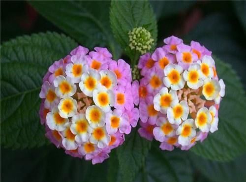  #五色#色彩斑斓的五色梅如何养？教你3个养护五色梅的妙招，花开满盆