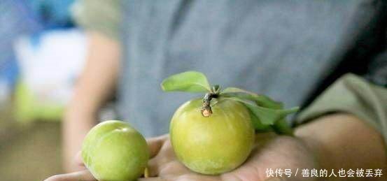 一颗李子卖出天价四个亿，贵州这个村要上天