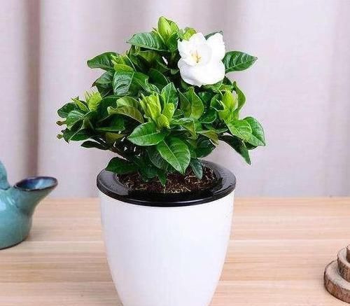  [油绿]栀子花老黄叶？3种“情况”，3种方法解决，油绿可人，花满枝