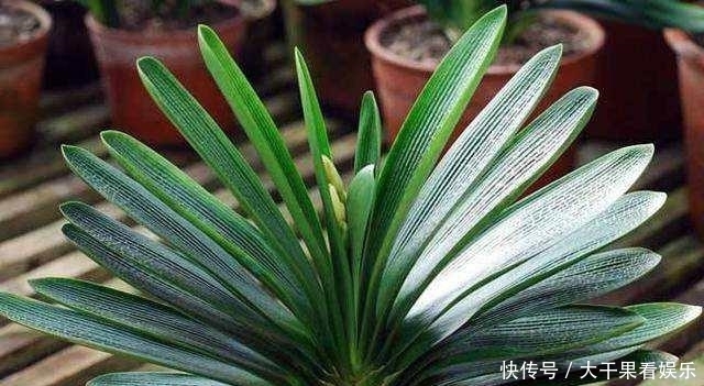  夏季|天热了，君子兰要“睡觉”，有几件事不能做，不然烂根又黄叶