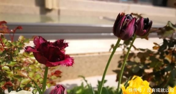 『福而摩沙』两年郁金香种植回顾