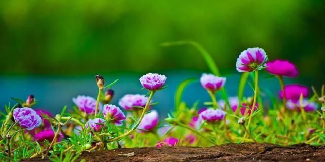  [漂亮]这花漂亮好养耐热，不用播种不用苗，掐几个枝条，随便就能种多盆