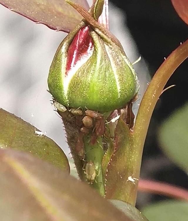  预防■月季虫害爆发，我用1种药就搞定，2天喷洒一次，长得旺、开花多
