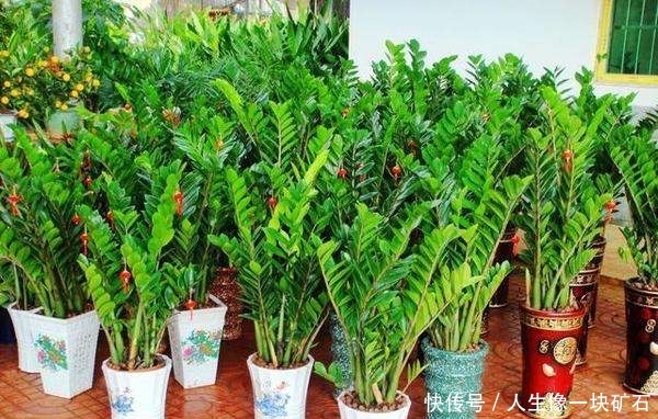盆栽类型@我们在种植金钱树的时候,所遇到的根部茎叶出现干瘪的原因