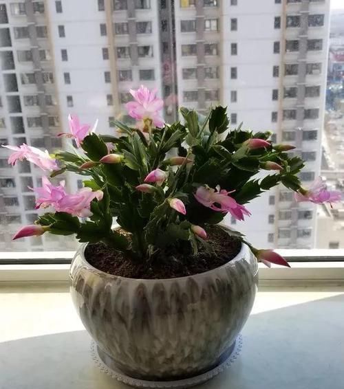 积水烂根:养花技巧:6种花须用小盆“挤着养”,控水好、长得旺!