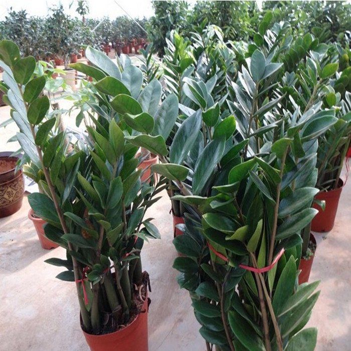  『盆栽植物』建议大家：在农村见此“草”勿扔！养在家里，净化空气又养眼