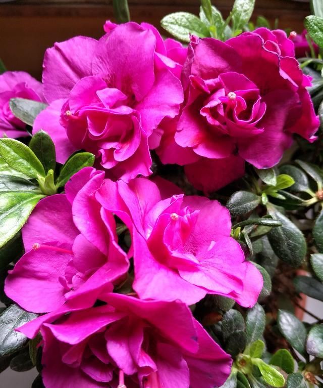  #酸水#杜鹃、栀子、茶花，南花北养爱黄叶，三种“酸水”能改善