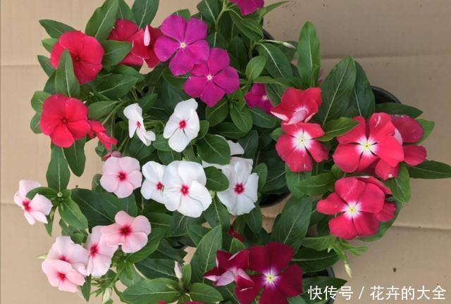  春天|春天阳台栽3种花，开花一茬接一茬，长期有花赏