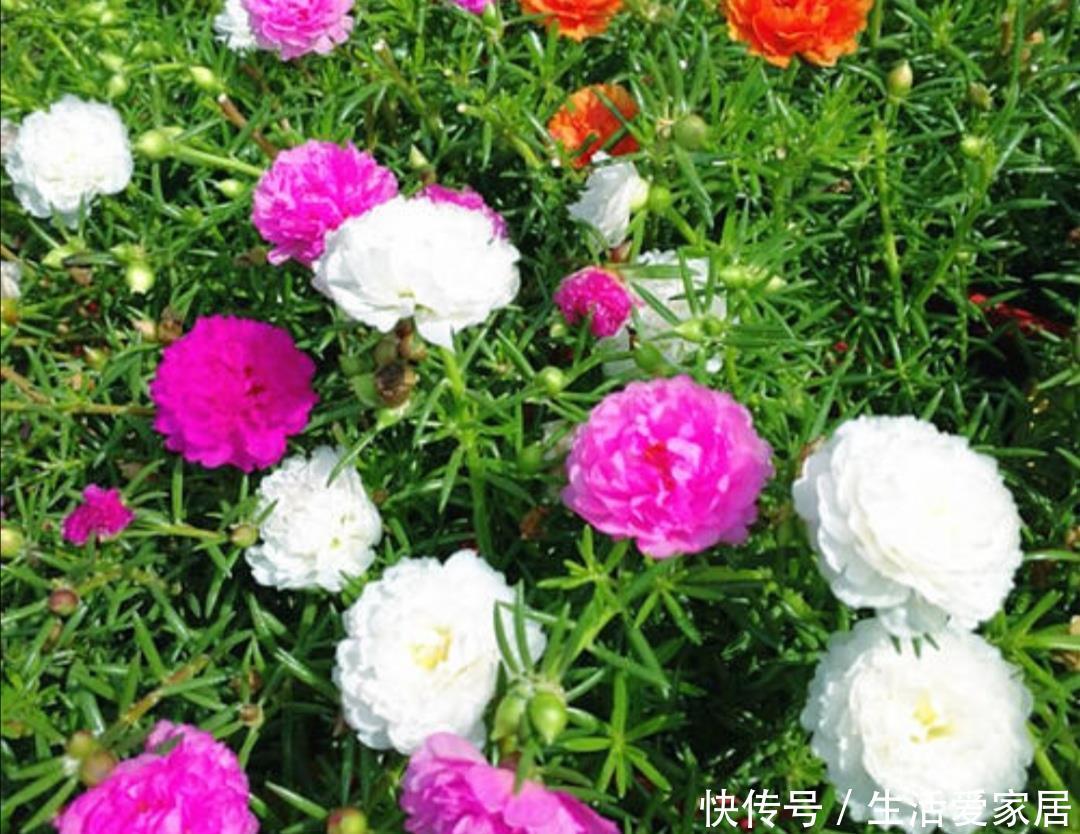  『促使植株』5月养太阳花，给它补充1种肥，花苞长更多，花开满盆