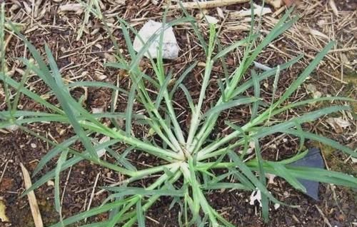 『河岸』河岸上有1种“牛筋草”，看到别踩踏，和车前草一样，价值高