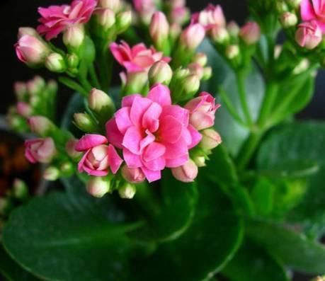  『代表着』花友选出了自己认为最美的50种花