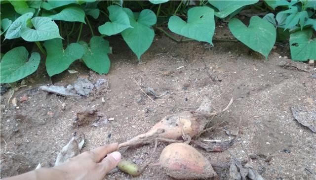  影响：红薯叶摘了之后，对红薯生长有什么影响？摘多摘少，影响大不相同