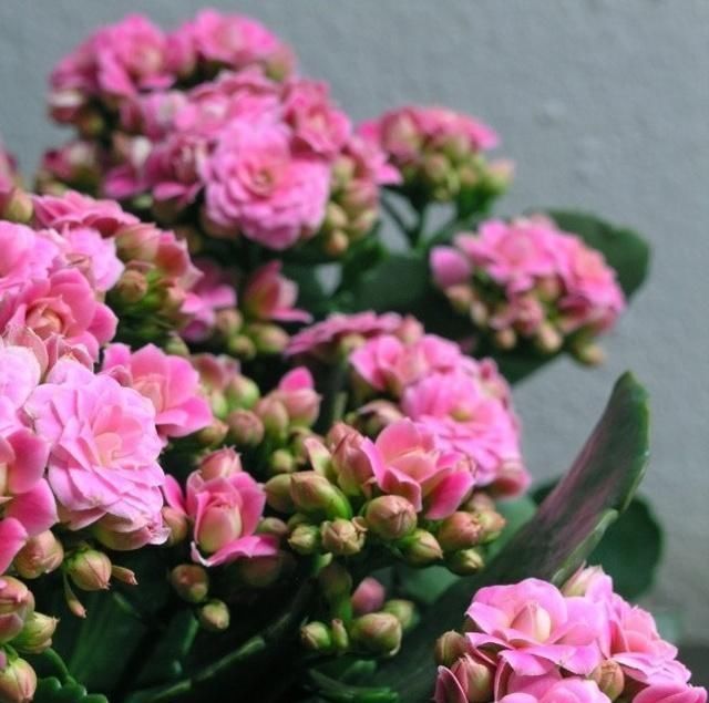  【发黑】长寿花的花朵没有开放，就开始萎蔫、发黑，多是“肥害”惹的祸