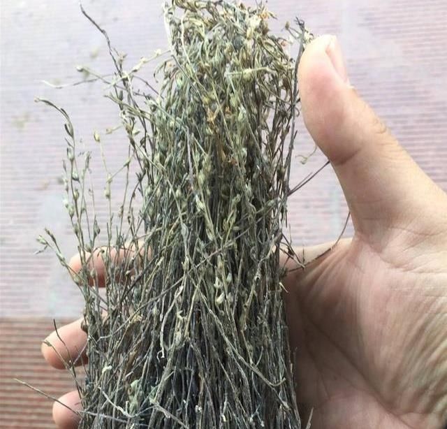  「植物」以前用来填肚子的野草，现在人们见了烦，其实是好东西，叫独脚金