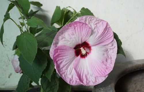  「阳台」家养此款植物，开花勤花量大，比绿萝还好养，养在阳台美成花园