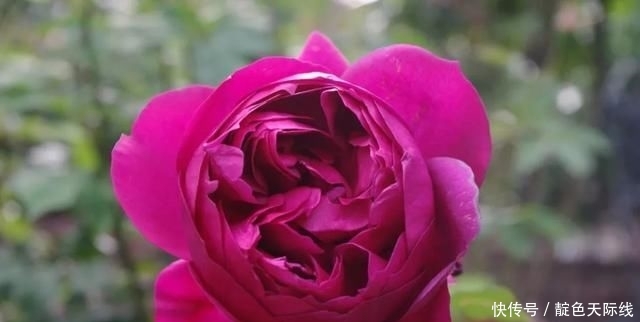  『郁金香』爱沾花惹草试试“秋日胭脂”，花色紫红善变，一株多色，芳香怡人